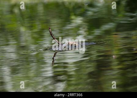 LIBELLULE piégée dans les eaux de surface, Royaume-Uni. Banque D'Images