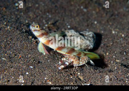 Slantbar Shrimpgoby, Amblyeleotris diagonalis, avec crevette Tiger Snapping, Alpheus bellulus, site de plongée Batu Belah, Seraya, Karangasem, Bali, Indonésie Banque D'Images