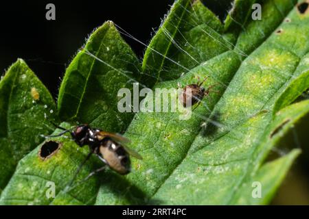 Meshweaver de la famille Dictynidae prêtant une mouche à long pattes de la famille des Dolichopodidae. Banque D'Images