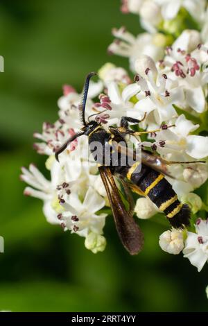 Paranthrene tabaniformis sur les fleurs plus âgées gros plan. Dans l'environnement naturel, près de la forêt en été. Banque D'Images