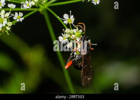 Tenthredo notha, une mouche-scie commune, est une espèce appartenant à la famille des Tenthredinidae, sous-famille des Tenthrediniinae. Banque D'Images