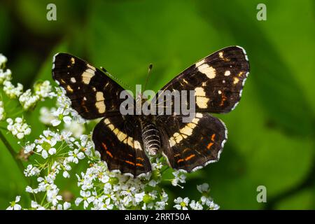 Carte du papillon Araschnia levana sur les fleurs géantes d'herbes. Banque D'Images