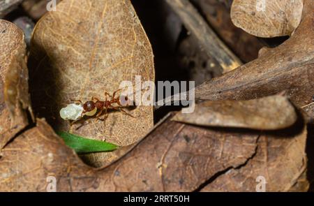 Myrmica ruginodis transportant une grande larve. Un fourmi rouge déplaçant un grub en sécurité dans un nid perturbé. Banque D'Images