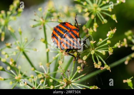 Insecte européen de Minsrel ou insecte italien de bouclier rayé, Graphosoma lineatum, escalade d'une bande d'herbe. Banque D'Images