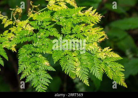 Feuilles vertes à motifs d'une plante Conium maculatum au soleil en automne macros, vue de dessus, texture. Banque D'Images