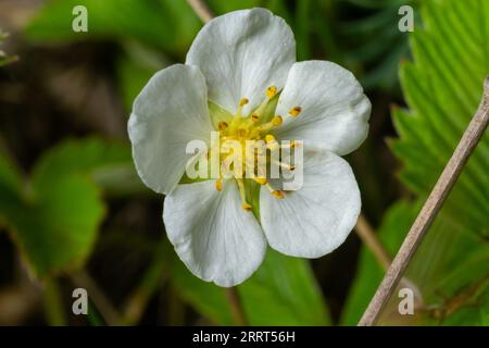 Fleurs de fraises sauvages fleurissant dans le jardin sauvage. Les fruits de la fraise alpine sont un régal délicieux - Fragaria vesca. Banque D'Images