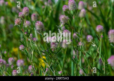 Gros plan sur le trèfle de Rabbitfoot ou Trifolium arvense en fleur sur son habitat sauvage par un jour ensoleillé pendant la saison d'été hollandaise. Banque D'Images