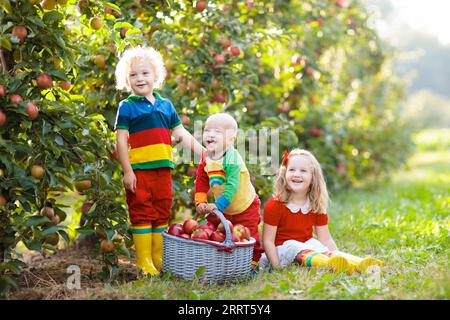 Enfants cueillant des pommes dans une ferme en automne. Petite fille, garçon et bébé jouant dans le verger de pommiers. Les enfants ramassent des fruits dans un panier. Banque D'Images