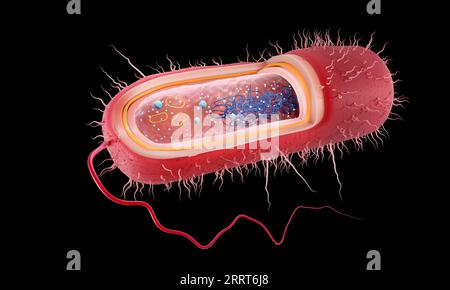 Bactérie Gram négatif en forme de bâtonnet, illustration Banque D'Images