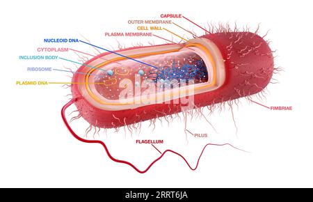 Bactérie Gram négatif en forme de bâtonnet, illustration Banque D'Images
