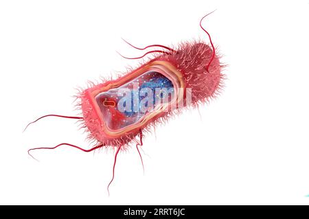 Anatomie d'Escherichia coli, illustration Banque D'Images