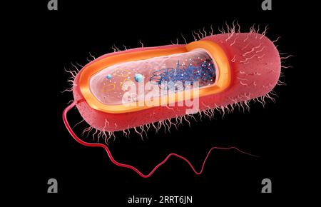 Bactérie Gram négatif en forme de bâtonnet, illustration Banque D'Images