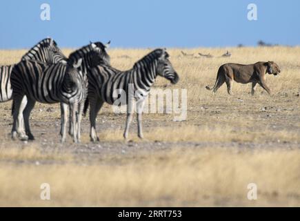 230703 -- WINDHOEK, le 3 juillet 2023 -- Un lion est photographié dans le parc national d'Etosha, dans le nord de la Namibie, le 15 août 2022. Le gouvernement namibien prend une position proactive pour protéger et soutenir sa population de lions en déclin dans la partie nord-ouest du pays, a déclaré lundi un responsable. NAMIBIE-PROTECTION DU LION ChenxCheng PUBLICATIONxNOTxINxCHN Banque D'Images