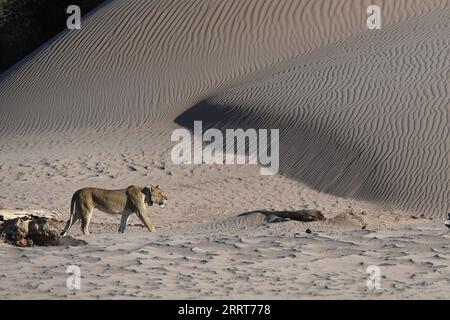 230703 -- WINDHOEK, le 3 juillet 2023 -- Un lion est photographié dans le drainage de la rivière Hoanib, dans le nord de la Namibie, le 8 février 2023. Le gouvernement namibien prend une position proactive pour protéger et soutenir sa population de lions en déclin dans la partie nord-ouest du pays, a déclaré lundi un responsable. NAMIBIE-PROTECTION DU LION ChenxCheng PUBLICATIONxNOTxINxCHN Banque D'Images