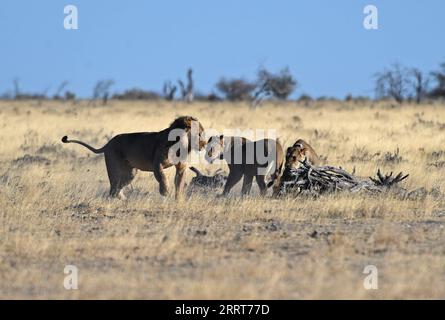 230703 -- WINDHOEK, le 3 juillet 2023 -- des lions sont photographiés dans le parc national d'Etosha, dans le nord de la Namibie, le 15 août 2022. Le gouvernement namibien prend une position proactive pour protéger et soutenir sa population de lions en déclin dans la partie nord-ouest du pays, a déclaré lundi un responsable. NAMIBIE-PROTECTION DU LION ChenxCheng PUBLICATIONxNOTxINxCHN Banque D'Images