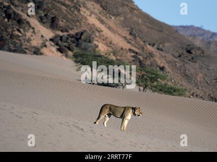 230703 -- WINDHOEK, le 3 juillet 2023 -- Un lion est photographié dans le drainage de la rivière Hoanib, dans le nord de la Namibie, le 8 février 2023. Le gouvernement namibien prend une position proactive pour protéger et soutenir sa population de lions en déclin dans la partie nord-ouest du pays, a déclaré lundi un responsable. NAMIBIE-PROTECTION DU LION ChenxCheng PUBLICATIONxNOTxINxCHN Banque D'Images