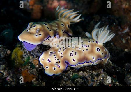 Paire de Tryon's Nudibranch, Hypselodoris tryoni, site de plongée Wreck Slope, Tulamben, Karangasem, Bali, Indonésie Banque D'Images