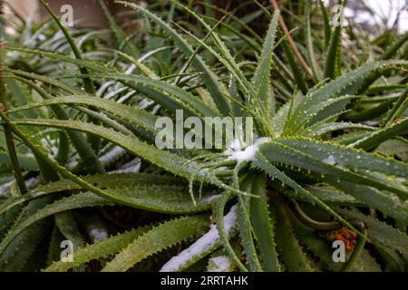 230710 -- JOHANNESBURG, le 10 juillet 2023 -- la neige tombe sur les usines de Houghton, à Johannesburg, en Afrique du Sud, le 10 juillet 2023. AFRIQUE DU SUD-JOHANNESBURG-NEIGE ZhangxYudong PUBLICATIONxNOTxINxCHN Banque D'Images