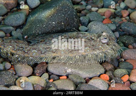 Flet panthère, Bothus pantherinus, camouflé sur sable, site de plongée Sidem, Tulamben, Karangasem Regency, Bali, Indonésie Banque D'Images