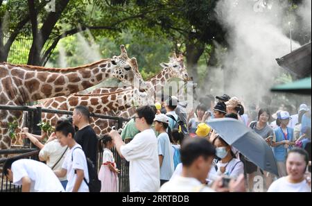 230713 -- GUANGZHOU, 13 juillet 2023 -- les girafes sont refroidies sous l'eau pulvérisée au zoo de Guangzhou à Guangzhou, dans la province du Guangdong du sud de la Chine, le 13 juillet 2023. Le zoo a pris diverses mesures pour refroidir les animaux pendant la chaleur estivale à Guangzhou. CHINE-GUANGDONG-GUANGZHOU-ZOO-ANIMAUX-REFROIDISSEMENT OFFCN DENGXHUA PUBLICATIONXNOTXINXCHN Banque D'Images