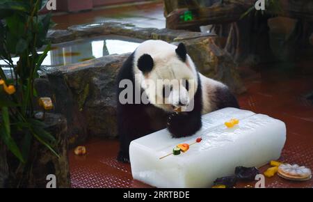 230713 -- GUANGZHOU, 13 juillet 2023 -- Un panda géant profite de fruits glacés au zoo de Guangzhou, dans la province du Guangdong, dans le sud de la Chine, le 13 juillet 2023. Le zoo a pris diverses mesures pour refroidir les animaux pendant la chaleur estivale à Guangzhou. CHINE-GUANGDONG-GUANGZHOU-ZOO-ANIMAUX-REFROIDISSEMENT OFFCN DENGXHUA PUBLICATIONXNOTXINXCHN Banque D'Images