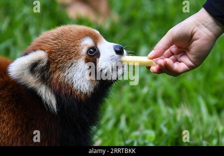 230713 -- GUANGZHOU, le 13 juillet 2023 -- Un éleveur nourrit un panda roux avec des fruits frais au zoo de Guangzhou à Guangzhou, dans la province du Guangdong du sud de la Chine, le 13 juillet 2023. Le zoo a pris diverses mesures pour refroidir les animaux pendant la chaleur estivale à Guangzhou. CHINE-GUANGDONG-GUANGZHOU-ZOO-ANIMAUX-REFROIDISSEMENT OFFCN DENGXHUA PUBLICATIONXNOTXINXCHN Banque D'Images