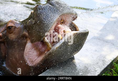 230713 -- GUANGZHOU, le 13 juillet 2023 -- Un éleveur refroidit un hippopopotame avec un spray au zoo de Guangzhou, dans la province du Guangdong du sud de la Chine, le 13 juillet 2023. Le zoo a pris diverses mesures pour refroidir les animaux pendant la chaleur estivale à Guangzhou. CHINE-GUANGDONG-GUANGZHOU-ZOO-ANIMAUX-REFROIDISSEMENT OFFCN DENGXHUA PUBLICATIONXNOTXINXCHN Banque D'Images