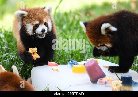230713 -- GUANGZHOU, le 13 juillet 2023 -- les pandas rouges dégustent des fruits glacés au zoo de Guangzhou, dans la province du Guangdong du sud de la Chine, le 13 juillet 2023. Le zoo a pris diverses mesures pour refroidir les animaux pendant la chaleur estivale à Guangzhou. CHINE-GUANGDONG-GUANGZHOU-ZOO-ANIMAUX-REFROIDISSEMENT OFFCN DENGXHUA PUBLICATIONXNOTXINXCHN Banque D'Images