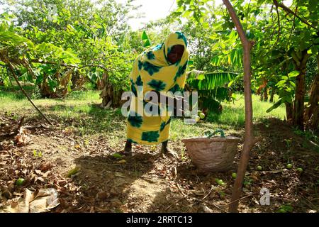 230714 -- KASSALA SOUDAN, le 14 juillet 2023 -- Un agriculteur soudanais cueille des fruits de goyave dans une ferme de Kassala, dans l'est du Soudan, le 13 juillet 2023. SOUDAN-KASSALA-GOYAVE-RÉCOLTE MohamedxKhidir PUBLICATIONxNOTxINxCHN Banque D'Images