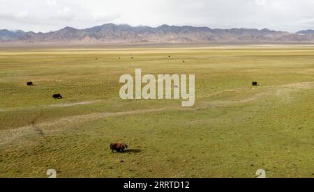 230717 -- MONTAGNES DE L'ALTUN, 17 juillet 2023 -- les yaks sauvages paissent dans une prairie de la Réserve naturelle nationale des montagnes de l'Altun, dans la région autonome ouïgour du Xinjiang, au nord-ouest de la Chine, 1 juillet 2023. Avec une altitude moyenne de 4 580 mètres, la Réserve naturelle nationale des montagnes Altun couvre une superficie totale de 45 000 kilomètres carrés et est un représentant de l'écosystème désertique du plateau en Chine. SKYEYECHINA-XINJIANG-ALTUN MONTAGNES-RÉSERVE NATURELLE CN CAIXYANG PUBLICATIONXNOTXINXCHN Banque D'Images
