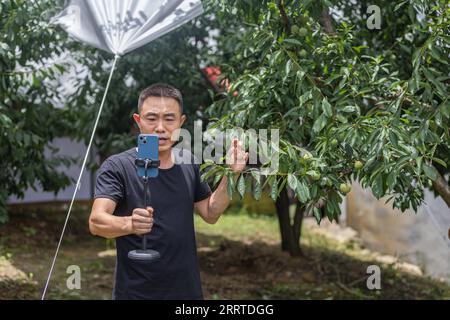 230719 -- CHONGQING, le 19 juillet 2023 -- Un homme vend des prunes croustillantes en direct au village de Ganyuan, dans le comté de Wushan, au sud-ouest de la Chine, à Chongqing, le 30 juin 2023. Connue pour sa chair croustillante, juteuse et tendre, la prune croustillante est l'un des principaux fruits cultivés dans le comté de Wushan, jouant un rôle essentiel dans la revitalisation rurale. L'amélioration de la logistique et du service de livraison ont contribué aux ventes de fruits délicats à travers le pays. CHINE-CHONGQING-PRUNE CROUSTILLANTE CN HuangxWei PUBLICATIONxNOTxINxCHN Banque D'Images