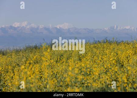 230719 -- ZHAOSU, le 19 juillet 2023 -- cette photo prise le 19 juillet 2023 montre une vue d'un champ de fleurs de cole, avec les montagnes Tianshan en arrière-plan, dans le comté de Zhaosu, dans le nord-ouest de la Chine, dans la région autonome ouygure du Xinjiang. Avec des ressources touristiques abondantes, le comté de Zhaosu est entré dans la saison touristique de pointe en été. CHINE-XINJIANG-ZHAOSU-SUMMER-TOURISME CN HAOXZHAO PUBLICATIONXNOTXINXCHN Banque D'Images