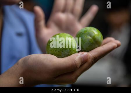 230719 -- CHONGQING, le 19 juillet 2023 -- Liu Jialing présente des prunes croustillantes par le biais d'un livestreaming au village de Ganyuan, dans le comté de Wushan, au sud-ouest de la Chine, à Chongqing, le 30 juin 2023. Connue pour sa chair croustillante, juteuse et tendre, la prune croustillante est l'un des principaux fruits cultivés dans le comté de Wushan, jouant un rôle essentiel dans la revitalisation rurale. L'amélioration de la logistique et du service de livraison ont contribué aux ventes de fruits délicats à travers le pays. CHINE-CHONGQING-PRUNE CROUSTILLANTE CN ChuxJiayin PUBLICATIONxNOTxINxCHN Banque D'Images