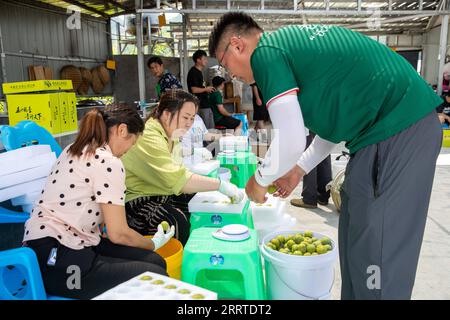 230719 -- CHONGQING, le 19 juillet 2023 -- des membres du personnel choisissent des prunes croustillantes au village de Wenfeng, dans le comté de Wushan, au sud-ouest de la Chine, à Chongqing, le 6 juillet 2023. Connue pour sa chair croustillante, juteuse et tendre, la prune croustillante est l'un des principaux fruits cultivés dans le comté de Wushan, jouant un rôle essentiel dans la revitalisation rurale. L'amélioration de la logistique et du service de livraison ont contribué aux ventes de fruits délicats à travers le pays. CHINE-CHONGQING-PRUNE CROUSTILLANTE CN ChuxJiayin PUBLICATIONxNOTxINxCHN Banque D'Images