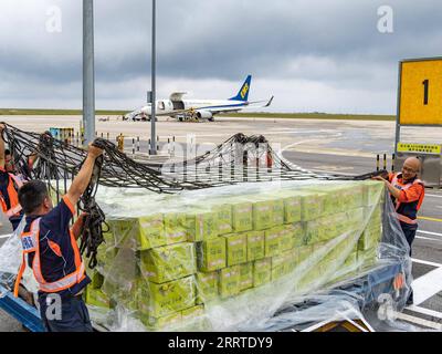 230719 -- CHONGQING, le 19 juillet 2023 -- des membres du personnel emballent des prunes croustillantes à l'aéroport de Wushan dans le sud-ouest de la Chine, Chongqing, le 28 juin 2023. Connue pour sa chair croustillante, juteuse et tendre, la prune croustillante est l'un des principaux fruits cultivés dans le comté de Wushan, jouant un rôle essentiel dans la revitalisation rurale. L'amélioration de la logistique et du service de livraison ont contribué aux ventes de fruits délicats à travers le pays. CHINE-CHONGQING-PRUNE CROUSTILLANTE CN HuangxWei PUBLICATIONxNOTxINxCHN Banque D'Images