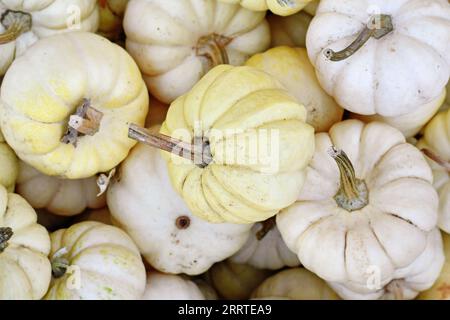 Petites citrouilles blanches Baby Boo en pile Banque D'Images