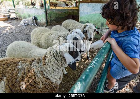 230724 -- YIRON, 24 juillet 2023 -- Un garçon nourrit des moutons de nourriture congelée au milieu d'une canicule dans un zoo pour enfants dans le kibboutz de Yiron, dans le nord d'Israël, le 23 juillet 2023. Les gardiens d'animaux du zoo utilisent une variété de méthodes pour aider les animaux à se rafraîchir par temps chaud. /JINI via Xinhua ISRAEL-YIRON-PETTING ZOO-HEATWAVE AyalxMargolin PUBLICATIONxNOTxINxCHN Banque D'Images