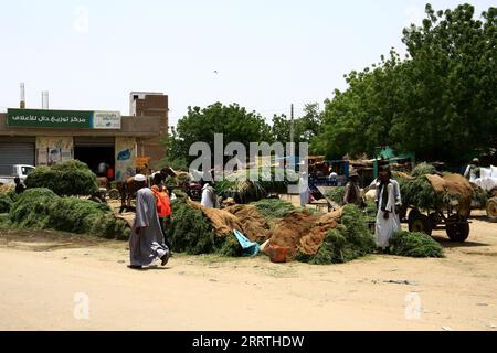 230726 -- KASSALA SOUDAN, 26 juillet 2023 -- des gens vendent de la luzerne comme fourrage sur un marché de la ville de Kassala, dans l'est du Soudan, le 26 juillet 2023. SOUDAN-KASSALA-MARCHÉ FOURRAGE MohamedxKhidir PUBLICATIONxNOTxINxCHN Banque D'Images