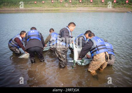 230727 -- WUHAN, le 27 juillet 2023 -- des membres du personnel transfèrent des marsouins du Yangtsé dans une section du fleuve Yangtsé et les relâchent dans la province du Hubei, au centre de la Chine, le 25 avril 2023. Trois générations de chercheurs à l'Institut d'hydrobiologie, l'Académie chinoise des sciences cas ont passé des décennies à sauver et à soigner des espèces menacées - le dauphin Baiji et le marsouin sans ailettes du Yangtze. Ce dernier est surnommé l'ange souriant du fleuve Yangtsé car ses lèvres légèrement bouclés ressemblent à celles d'une personne souriante. Le dauphin de Baiji Qi Qi est décédé en juillet 2002 après avoir vécu pendant plus de 22 ans Banque D'Images