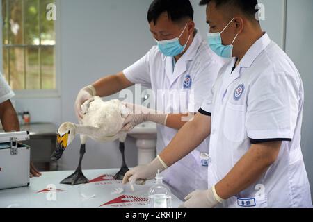 230728 -- NANCHANG, le 28 juillet 2023 -- des membres du personnel vérifient l'état d'un cygne dans un poste de protection de la réserve naturelle nationale du lac Poyang, dans le comté de Yongxiu, province du Jiangxi, dans l'est de la Chine, le 15 juillet 2023. Des membres du personnel composé de sauveteurs, de médecins, de patrouilleurs et d’officiers de police au poste de protection de la Réserve naturelle nationale du lac Poyang et au Centre de sauvetage et d’élevage de la faune sauvage de la province du Jiangxi sauvent les oiseaux migrateurs blessés et les aident à retourner à l’état sauvage. CHINE-JIANGXI-POYANG LAC-PROTECTION DES OISEAUX MIGRATEURS CN WANXXIANG PUBLICATIONXNOTXINXCHN Banque D'Images