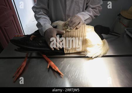 230728 -- NANCHANG, le 28 juillet 2023 -- un membre du personnel vérifie l'état d'une cigogne blanche orientale au Centre de sauvetage et d'élevage de la faune sauvage de la province de Jiangxi à Nanchang, dans la province de Jiangxi, dans l'est de la Chine, le 16 juillet 2023. Des membres du personnel composé de sauveteurs, de médecins, de patrouilleurs et d’officiers de police au poste de protection de la Réserve naturelle nationale du lac Poyang et au Centre de sauvetage et d’élevage de la faune sauvage de la province du Jiangxi sauvent les oiseaux migrateurs blessés et les aident à retourner à l’état sauvage. CHINE-JIANGXI-POYANG LAC-PROTECTION DES OISEAUX MIGRATEURS CN JINXLIWANG PUBLICATIONXNOTXINXCHN Banque D'Images