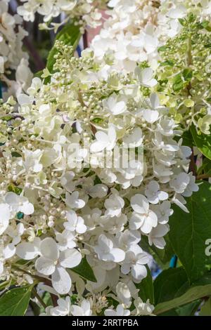 Hydrangea paniculata ou hortensia paniqué. Banque D'Images