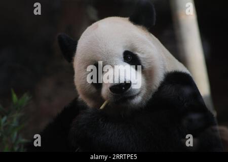 230805 -- BOGOR, 5 août 2023 -- le panda géant Cai Tao est vu lors d'une célébration pour son 13e anniversaire au Taman Safari à Bogor, Java Ouest, Indonésie, le 5 août 2023. Les pandas géants Cai Tao et Hu Chun du sud-ouest de la province du Sichuan vivent dans le parc safari depuis 2017. Photo de /Xinhua INDONESIA-BOGOR-GÉANT PANDA-CAI TAO-ANNIVERSAIRE CÉLÉBRATION SandikaxFadilah PUBLICATIONxNOTxINxCHN Banque D'Images