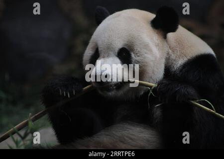 230805 -- BOGOR, 5 août 2023 -- le panda géant Cai Tao est vu lors d'une célébration pour son 13e anniversaire au Taman Safari à Bogor, Java Ouest, Indonésie, le 5 août 2023. Les pandas géants Cai Tao et Hu Chun du sud-ouest de la province du Sichuan vivent dans le parc safari depuis 2017. Photo de /Xinhua INDONESIA-BOGOR-GÉANT PANDA-CAI TAO-ANNIVERSAIRE CÉLÉBRATION SandikaxFadilah PUBLICATIONxNOTxINxCHN Banque D'Images