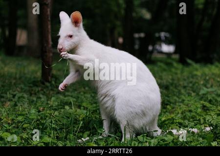 Wallaby albinos australien à cou roux mangeant de l'herbe verte dans le parc. Variation albinos du wallaby de Bennett. Gros plan. Banque D'Images