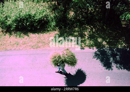 Plan de haut en bas d'un fermier portant un paquet d'herbe coupée sur sa tête sous le soleil de l'après-midi Banque D'Images