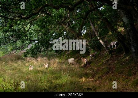 Loch Achray en septembre Banque D'Images