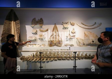 230819 -- ULSAN, 19 août 2023 -- les visiteurs regardent des spécimens de baleines au Musée des baleines Jangsaengpo à Ulsan, Corée du Sud, 19 août 2023. CORÉE DU SUD-ULSAN-WHALE MUSEUM WangxYiliang PUBLICATIONxNOTxINxCHN Banque D'Images