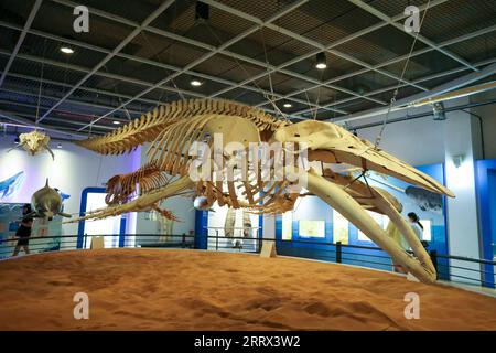 230819 -- ULSAN, 19 août 2023 -- cette photo prise le 19 août 2023 montre des spécimens de baleines au Musée des baleines de Jangsaengpo à Ulsan, en Corée du Sud. CORÉE DU SUD-ULSAN-WHALE MUSEUM WangxYiliang PUBLICATIONxNOTxINxCHN Banque D'Images