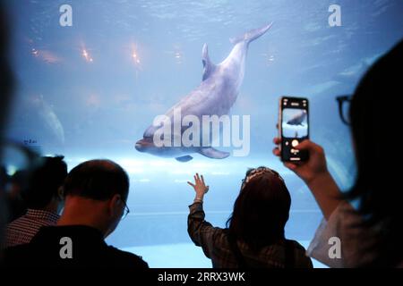 230819 -- ULSAN, 19 août 2023 -- des gens observent un dauphin dans un aquarium du musée des baleines de Jangsaengpo à Ulsan, Corée du Sud, le 18 août 2023. CORÉE DU SUD-ULSAN-WHALE MUSEUM WangxYiliang PUBLICATIONxNOTxINxCHN Banque D'Images